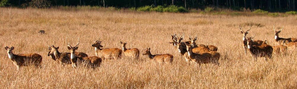 Rajaji National Park